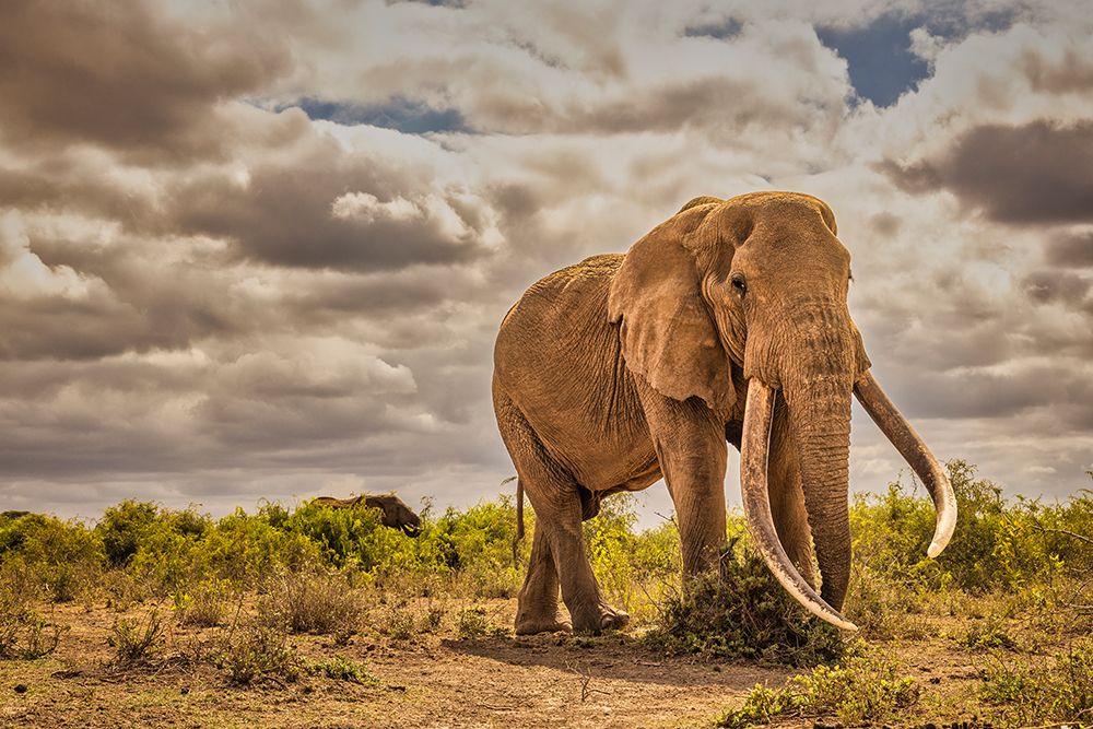 Craig the Elephant-largest Amboseli elephant-Amboseli National Park-Africa